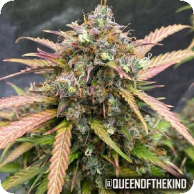 Bubble Runtz Auto Feminised